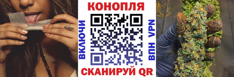 Конопля гибрид  Ужур 